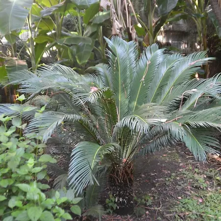 Casa vacanze Il Giardino Di Caronda Catania